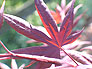 Musashino Japanese Maple Cultivar