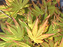 Orange Dream Japanese Maple Cultivar