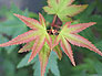 Yama hime Japanese Maple Cultivar