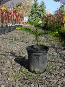 Monkey Puzzle