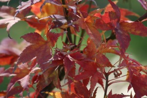 Sekka yatsubusa nov (16)