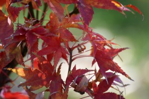 Sekka yatsubusa nov (17)a