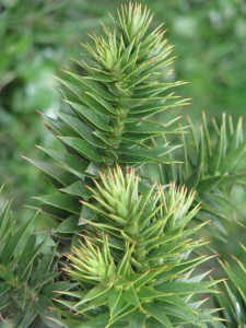 djm_monkey_puzzle_detail