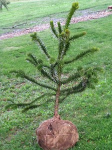 Monkey Puzzle Tree