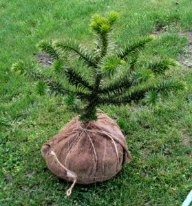 Small Monkey Puzzle
