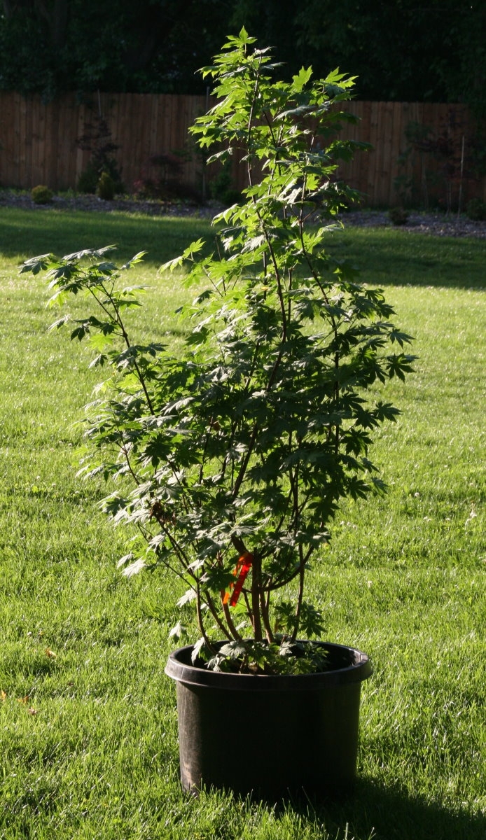 Pseudosieboldianum multi-stem b