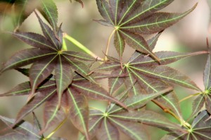 Umegae leaves smaller(2)