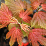 Acer Puget Pink