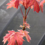 Acer Mocha Rose