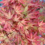 Acer pseudo x First Flame